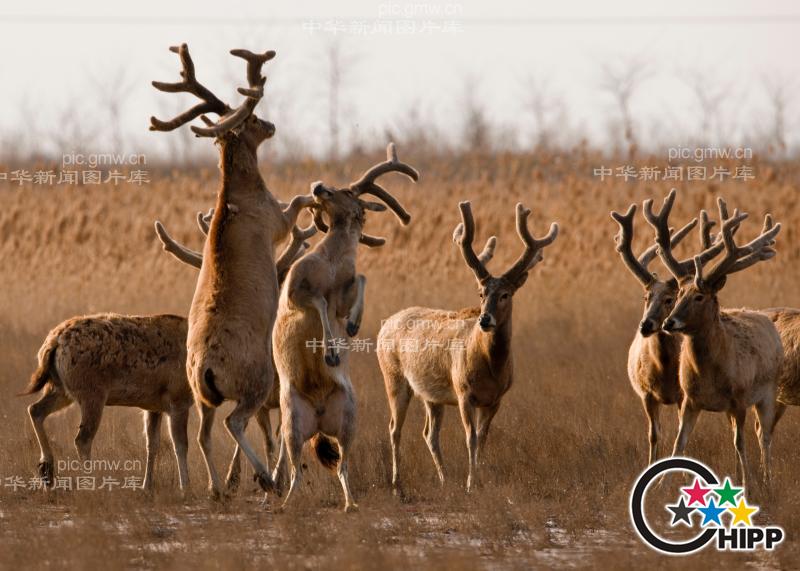 世界珍稀动物---麋鹿的故事_新闻--自然环境_ 中