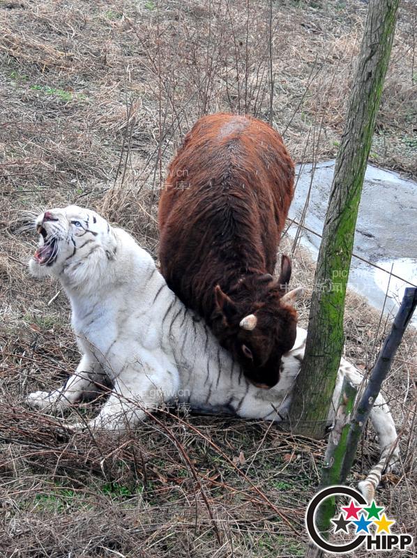 《初生牛犊不怕虎 昨天上演现实版》_高级搜索