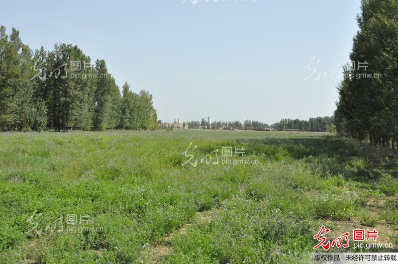 库布齐沙漠治理