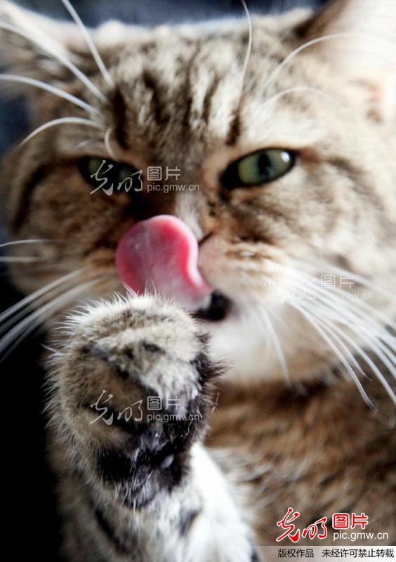 美国短毛猫_上传分享_ 光明图片分享