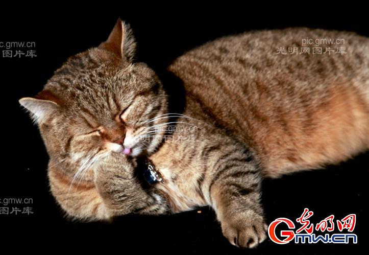 美国短毛猫_上传分享_ 光明图片分享