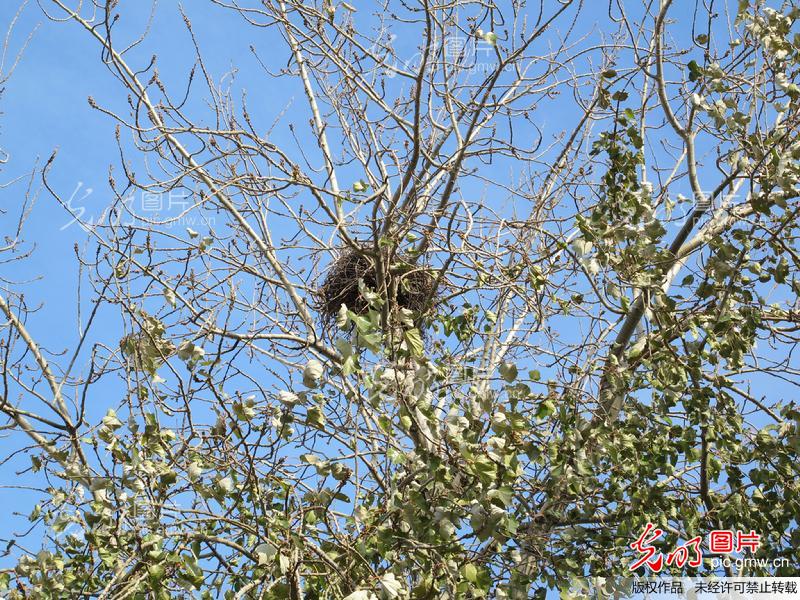 树上的鸟窝_创意
