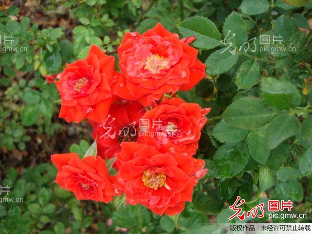 花海_上传分享_ 光明图片分享