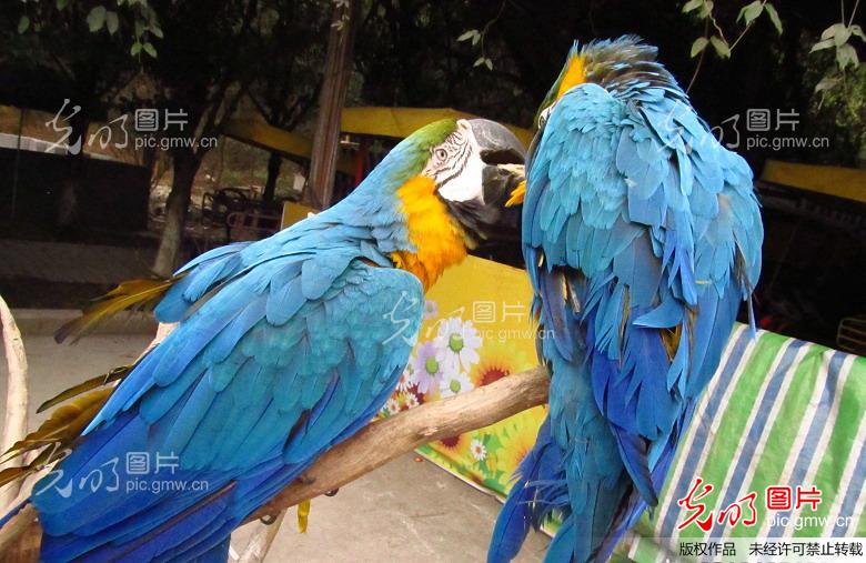 动物 鸟 鹦鹉 780_动物世界 动物 鸟 鹦鹉 780