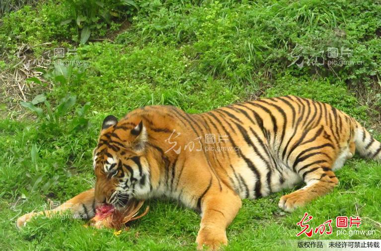 重庆永川野生动物园