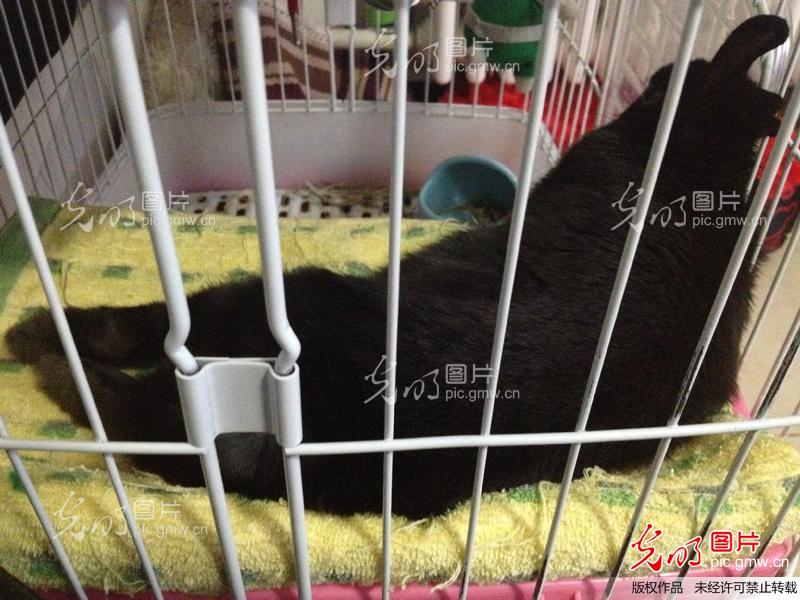 小黑兔-雪点_上传分享_ 光明图片分享