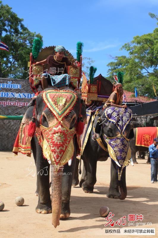 泰国的大象表演_创意--风光旅游