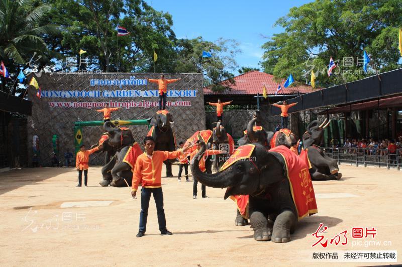 泰国的大象表演_创意--风光旅游
