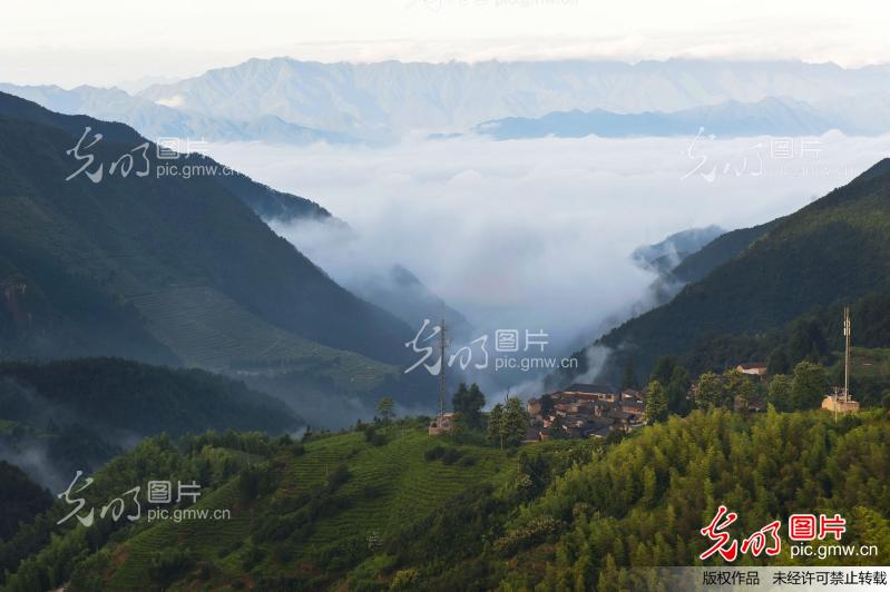 西坑村的晨早_莎拉