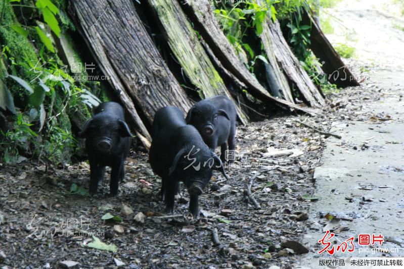 小黑猪_蒋新军_ 光明图片