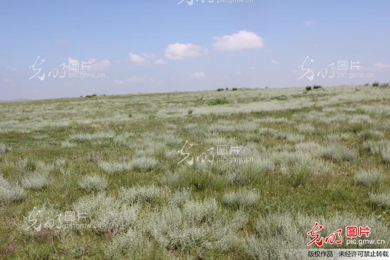 内蒙古多伦县风光_devile