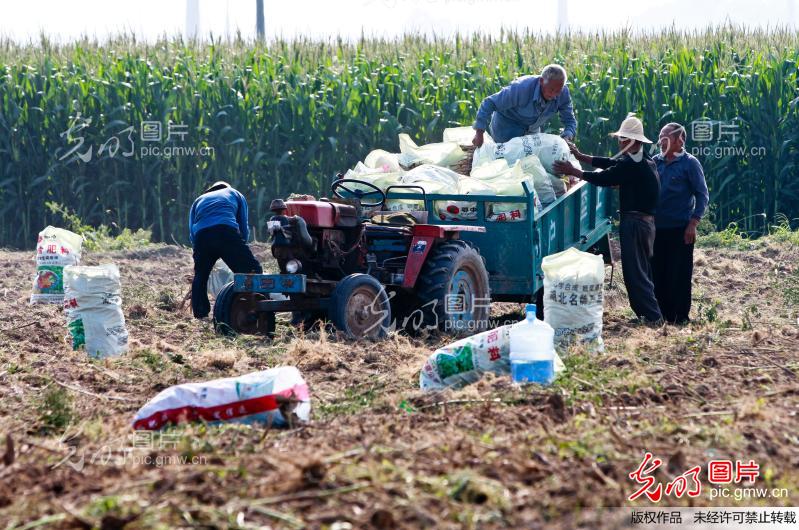 河南滑县:种植中药材 丰收又增收_新闻