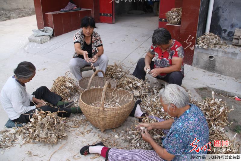 山西永济:家家户户选蒜种 紧锣密鼓备秋播