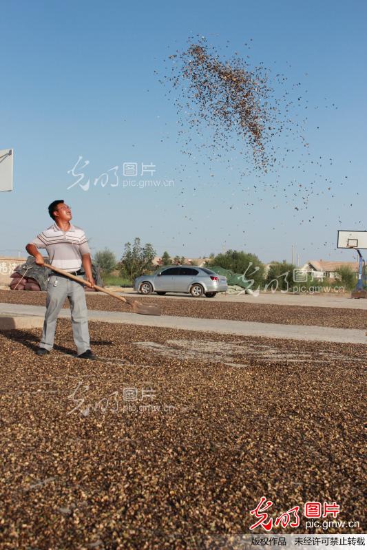 新疆优质打瓜籽俏销内地_新闻