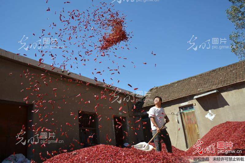 河南内黄尖椒喜获丰收_新闻