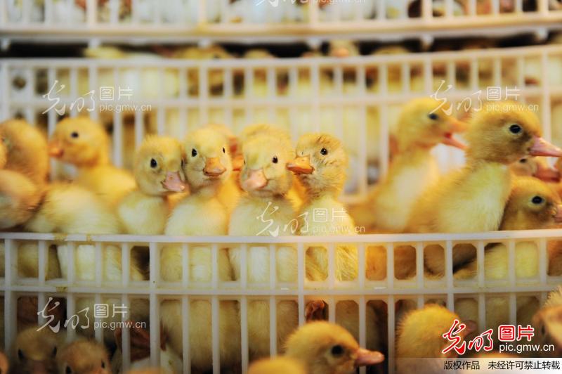 山东德州:小鸭子孵出大产业