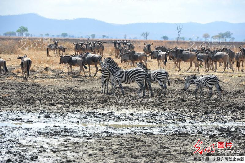 实拍:坦桑尼亚米库米国家公园(高清)_创意--动