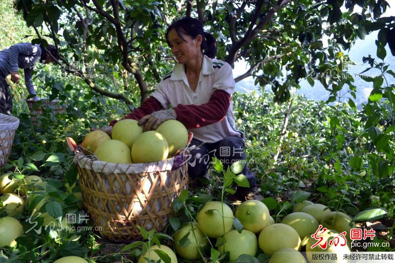 江西安远:特色农产品走俏