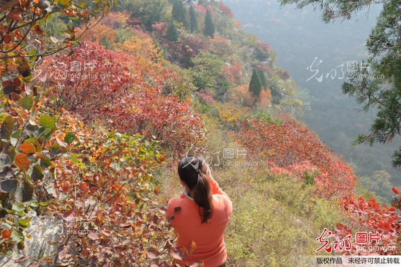 山东淄川举办云明山红叶节_闫盛霆