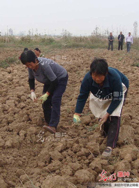 中药材种植_中药材种植收入(2)