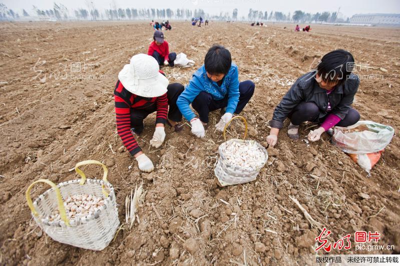 种过葱的土地可以种大蒜吗-种植大蒜后的土地