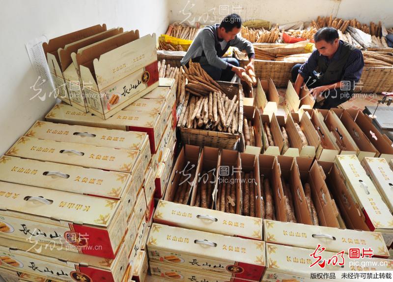 山东邹平县: 山药丰产 合作社助农增收_全文检