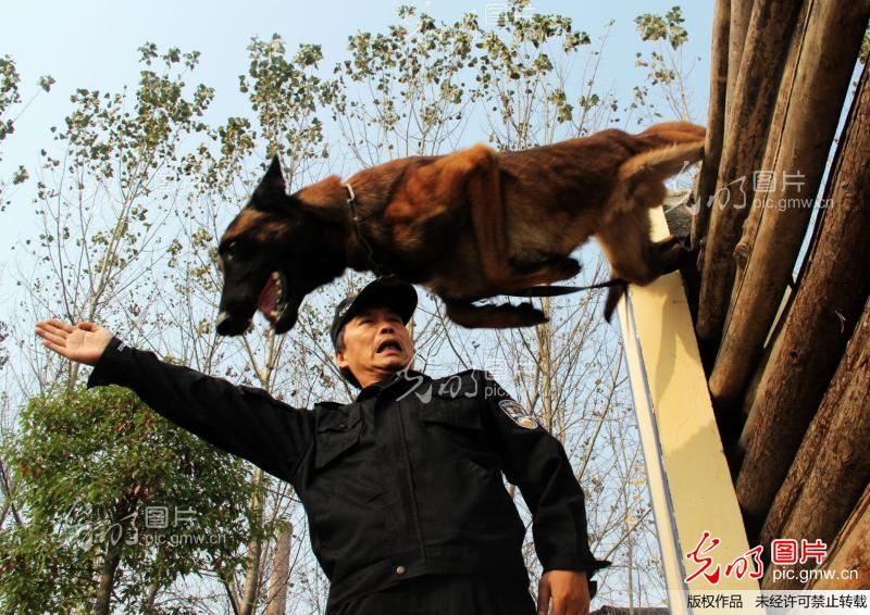 内乡县:警犬训练忙_张中立