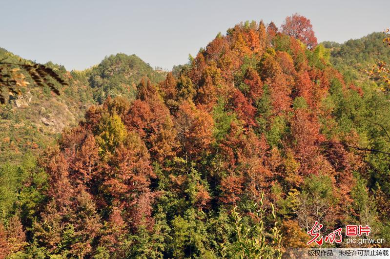 大别山区发现大片红枫林_王先国