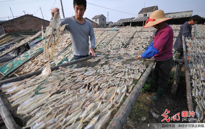 浙江温岭:立冬到鱼鲞飘香_郏策