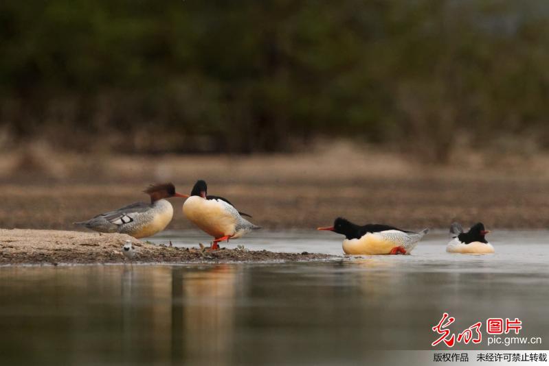 国宝中华秋沙鸭飞抵鄱阳湖修河水域越冬_新闻