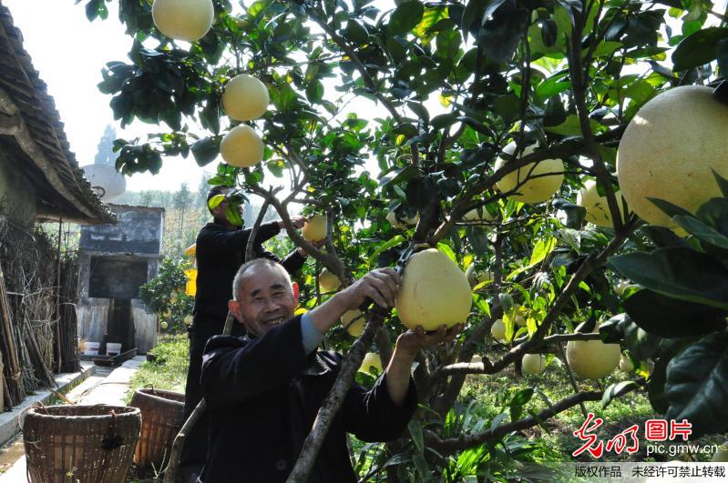 湖北宣恩贡水白柚喜获丰收_陈开银