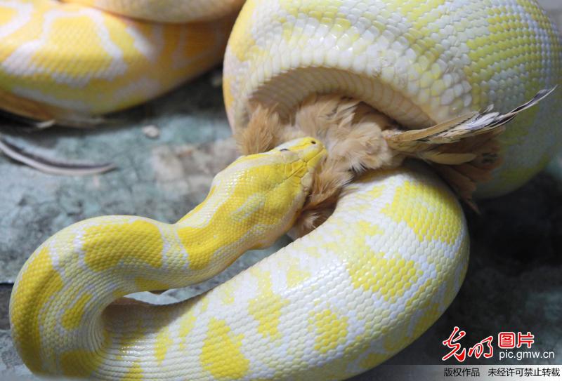 黄金蟒图片
