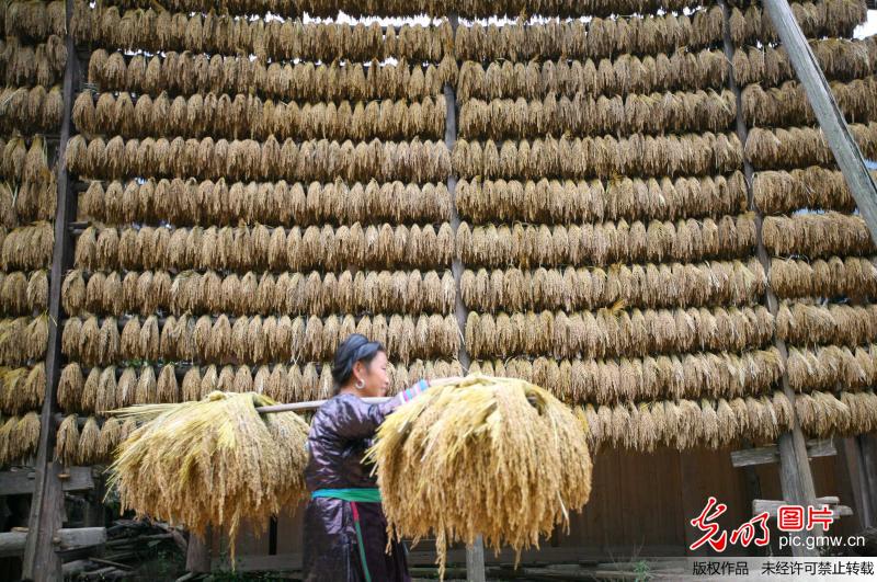贵州从江:侗寨糯禾丰收禾晾成景入画_颜闽航