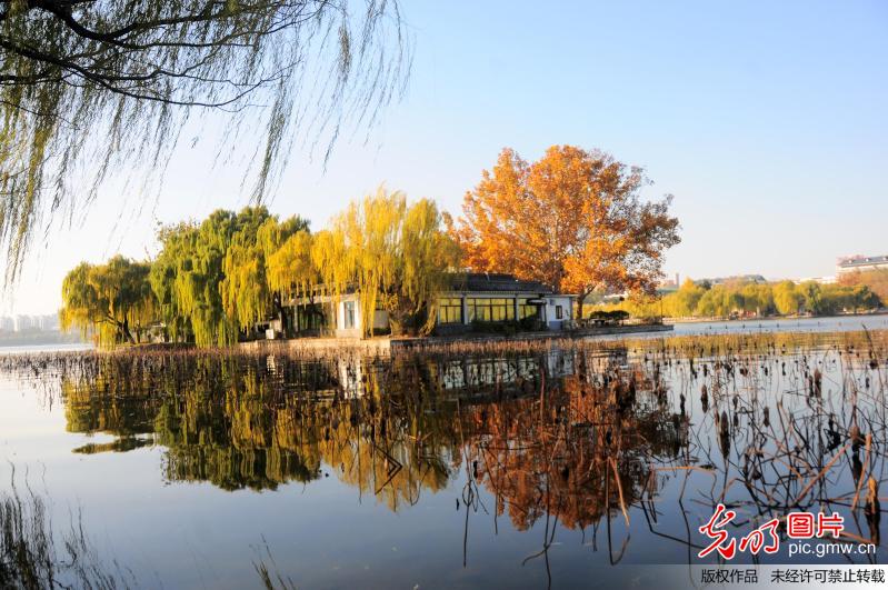 山东济南:大明湖畔秋色美景让人醉_新闻--自然