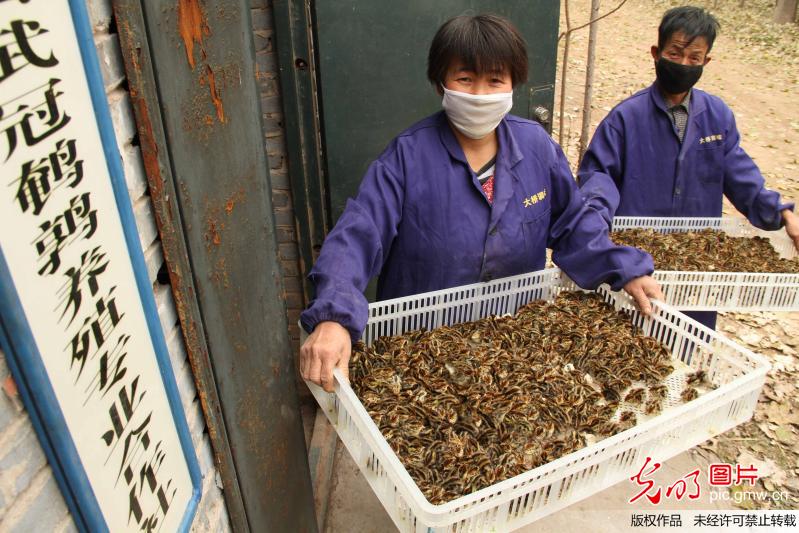 河南武陟:小鹌鹑产出金蛋蛋_新闻