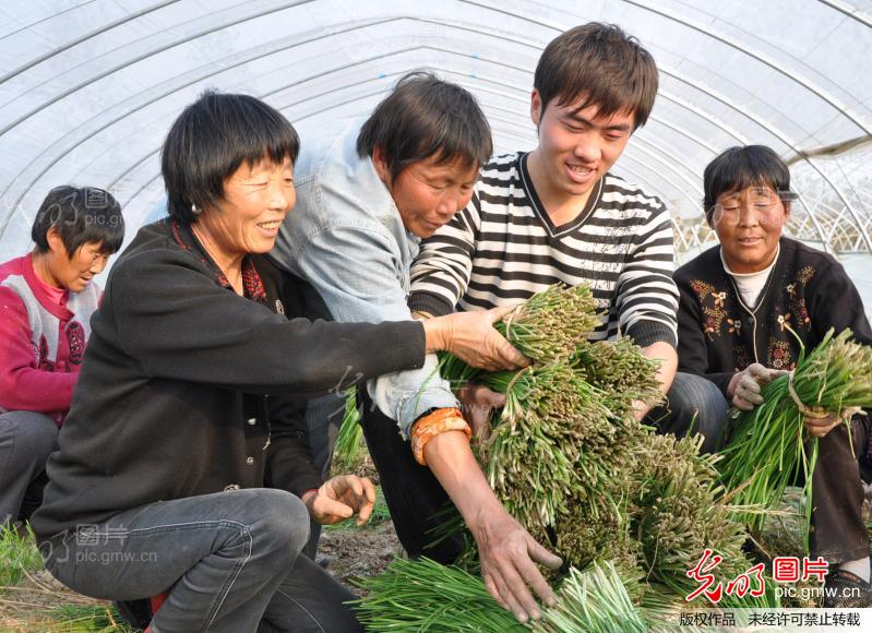 宿迁市宿城区大学生村官带动农民种菜增收
