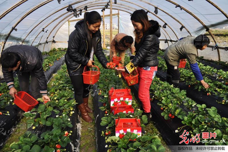 江西遂川:种植高效农业一举两得_新闻