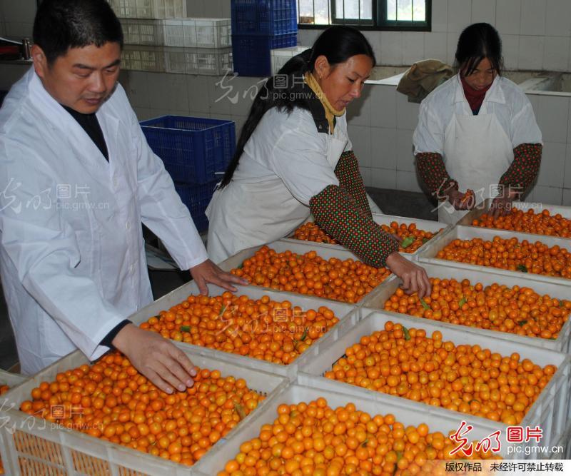 江西遂川:无公害金桔热销海内外_新闻