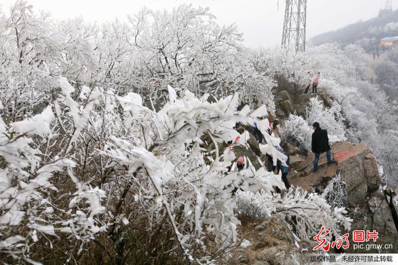 南京紫金山头陀岭出现雾凇美景_王新_+光明图
