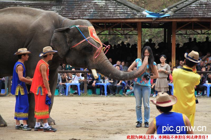 <em>色</em>大象强吻<em>美女</em>_趣图_ 光明<em>图片</em>分享