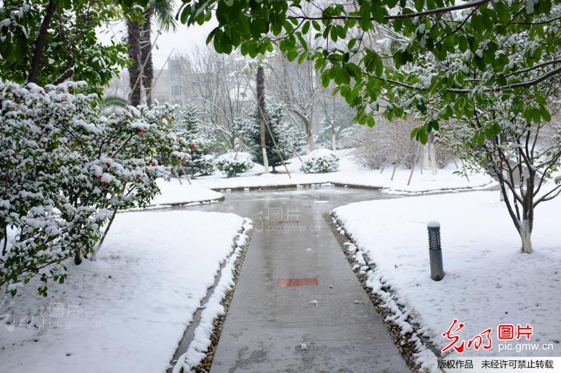 杭州校园雪景_刘蕾