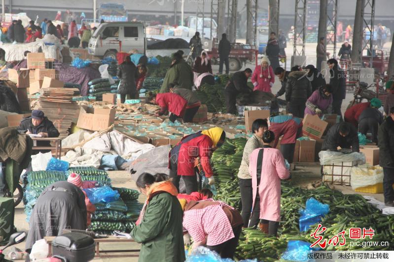 中国蔬菜之乡蔬菜俏销江南市场_新闻