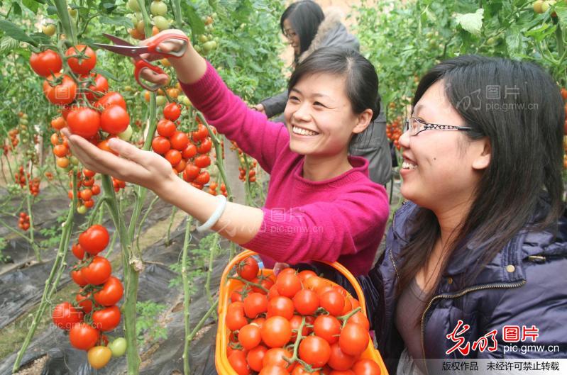 农民自办采摘节 迎新年_孙国栋
