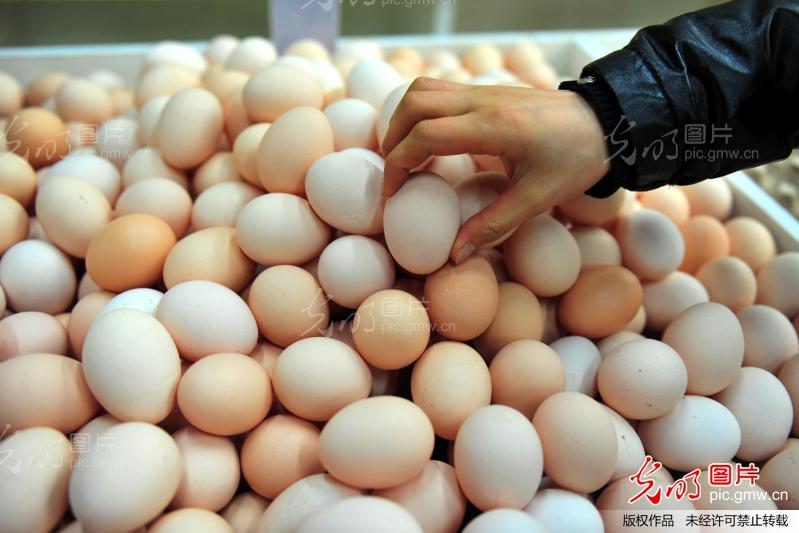 全国鸡蛋价格持续走低 主产区均价8.33元\/公斤