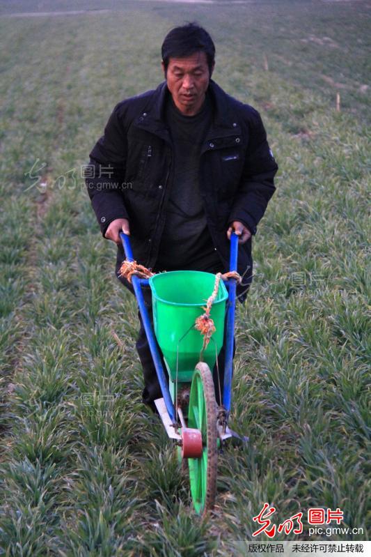 河南淮阳农民新春施肥忙_杨正华