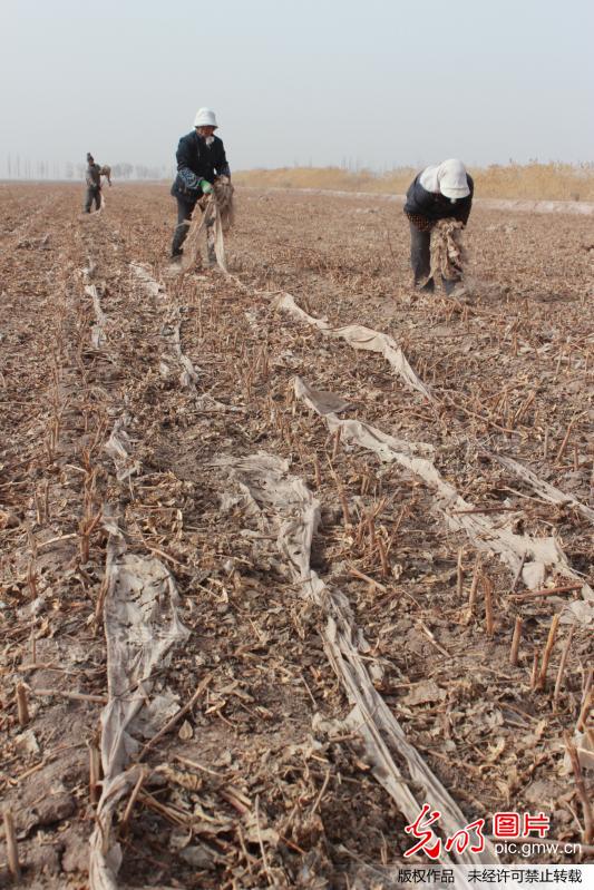 新疆塔里木棉区职工捡拾残膜备耕忙