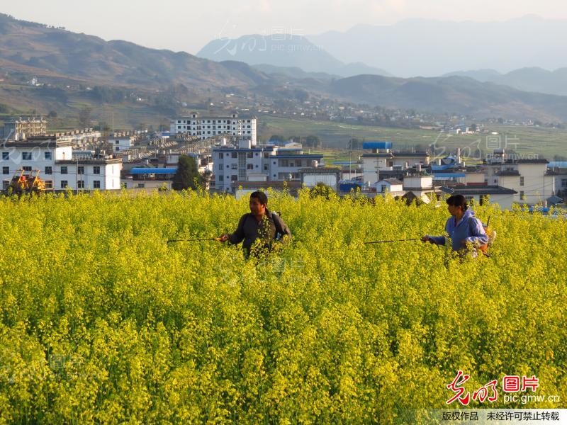 云南云龙:喷施农药防治病虫害_尹云彬