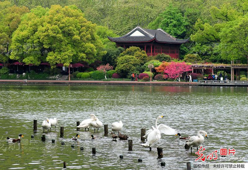 西湖白天鹅向往自由拒绝召回