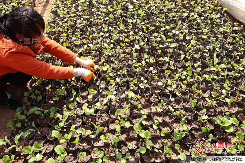 育苗走上致富路