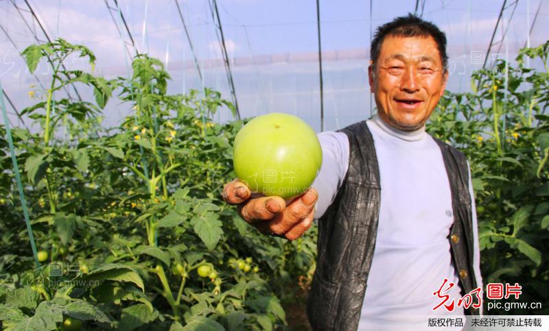 山东大棚蔬菜 致富贵州农民_李邦银